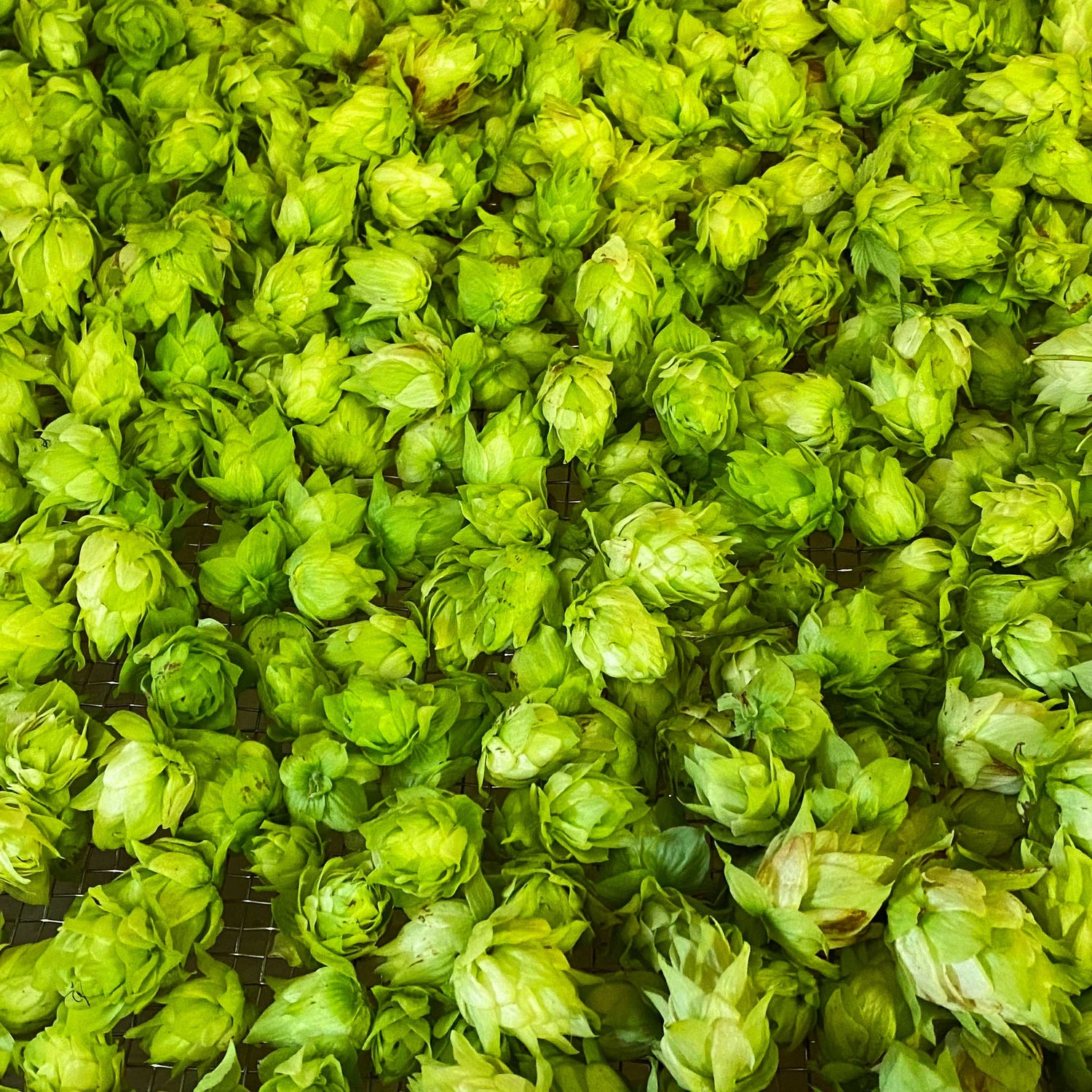 Fresh hops from Obina Hop Farm